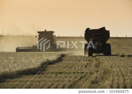 Harvester machine, harvesting in the Argentine countryside, Buenos Aires province, Argentina. 103980875