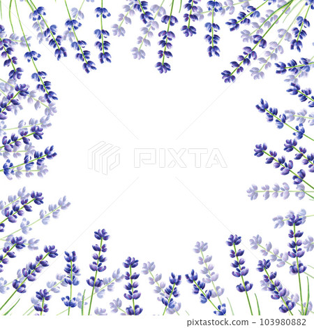 Watercolor frame with lavender illustration isolated on white background. Detail of beauty products and botany set, cosmetology and medicine. For designers, spa decoration, postcards, wrapping paper, Watercolor frame with lavender illustration isolated on white background. Detail of beauty products and botany set, cosmetology and medicine. For designers, spa decoration, postcards, wrapping paper, 103980882