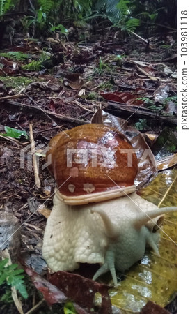 Giant snail at tropical forest soil, close up view Giant snail at tropical forest soil, close up view 103981118