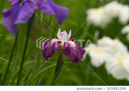 漂亮的花鳶尾花 103981299