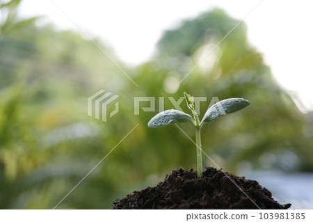 Small plant sprout growing with dews Small plant sprout growing with dews 103981385