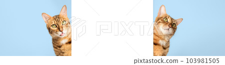 Two cats peek out from behind a white wall. 103981505