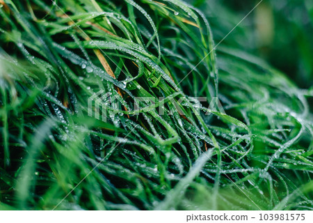 Close up of fresh thick grass with water drops in the early morning. Closeup of lush uncut green grass with drops of dew in soft morning light 103981575
