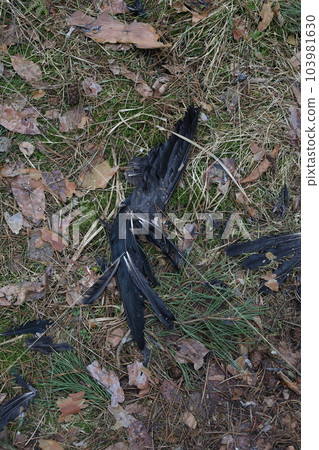 Remains of a dead bird in the forest Remains of a dead bird in the forest 103981630