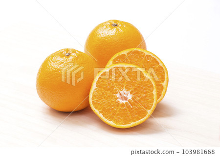 晴海 晴海柑橘 Halloumikan 103981668