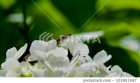 flower and snail flower and snail 103981997