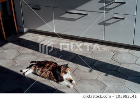Pleased, well-fed, lazy multicolor adult cat relaxing on the hexagon shape tiles floor in a modern kitchen in hard light and shadows. Funny fluffy cat in home atmosphere. Selective focus, copy space Pleased, well-fed, lazy multicolor adult cat relaxing on the hexagon shape tiles floor in a modern kitchen in hard light and shadows. Funny fluffy cat in home atmosphere. Selective focus, copy space 103982141