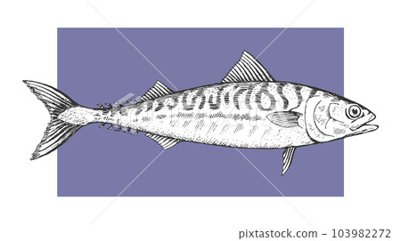 Sea fish mackerel on a white background Sea fish mackerel on a white background 103982272