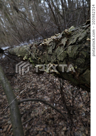 Fallen tree on which fungus grow Fallen tree on which fungus grow 103982314