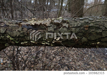 Fallen tree on which fungus grow 103982315