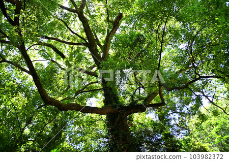 Nireyama Shrine, located in Harago, Fukaya City, Saitama Prefecture. 103982372