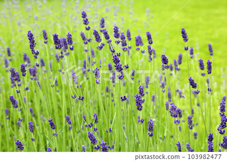 Wild Lavender. Lavender in different shades growing outside the house. Lavender. Wild Lavender. Lavender in different shades growing outside the house. Lavender. 103982477