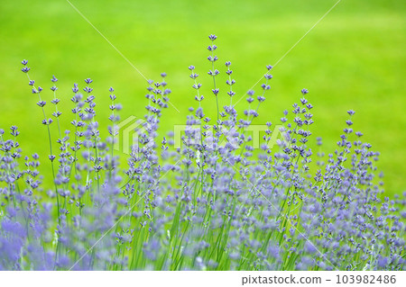 Wild Lavender. Lavender in different shades growing outside the house. Lavender. Wild Lavender. Lavender in different shades growing outside the house. Lavender. 103982486