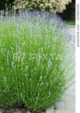 Wild Lavender. Lavender in different shades growing outside the house. Lavender. Wild Lavender. Lavender in different shades growing outside the house. Lavender. 103982491