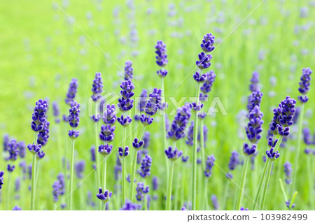 Wild Lavender. Lavender in different shades growing outside the house. Lavender. 103982499
