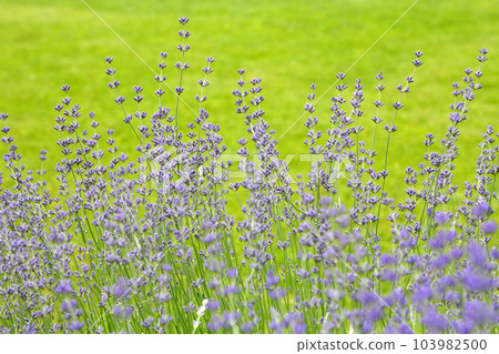 Wild Lavender. Lavender in different shades growing outside the house. Lavender. 103982500