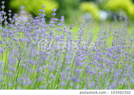 Wild Lavender. Lavender in different shades growing outside the house. Lavender. Wild Lavender. Lavender in different shades growing outside the house. Lavender. 103982502