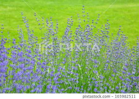 Wild Lavender. Lavender in different shades growing outside the house. Lavender. Wild Lavender. Lavender in different shades growing outside the house. Lavender. 103982511