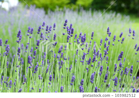 Wild Lavender. Lavender in different shades growing outside the house. Lavender. 103982512