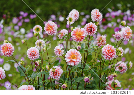 明亮地開花的秋天大麗花領域 103982614