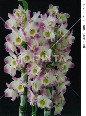 splendid dendrobium 103982625
