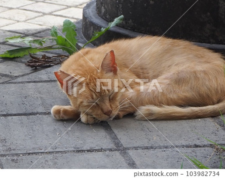 A cat to take a nap A cat to take a nap 103982734