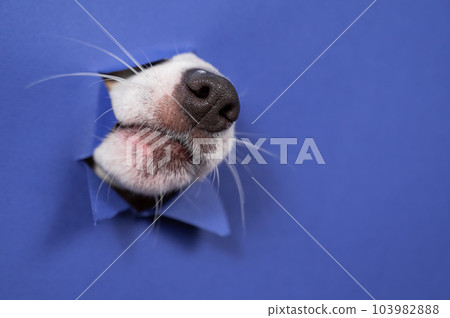 The nose of a Jack Russell Terrier dog sticks out of torn paper on a purple background. The nose of a Jack Russell Terrier dog sticks out of torn paper on a purple background. 103982888