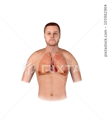 human heart anatomy. Educational diagram showing blood flow with main parts labeled. illustration 3d render 103982904