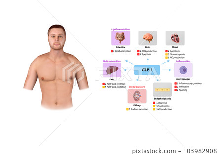 Glucagon-like Peptide 1 GLP-1 molecule, chemical structure. GLP-1 is being investigated for the treatment of diabetes mellitus. Glucagon-like Peptide 1 GLP-1 molecule, chemical structure. GLP-1 is being investigated for the treatment of diabetes mellitus. 103982908