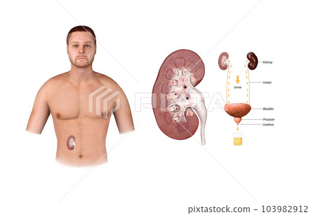 Collection of urine from the bladder, urine draining from the kidneys into the bladder,kidneys and bladder anatomy, 3d render 103982912