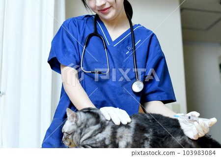 Female veterinarian giving an injection to a cat Female veterinarian giving an injection to a cat 103983084
