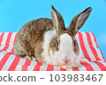 rabbit sit on red and white pillows with blue background. fluffy bunny and ear set 103983467