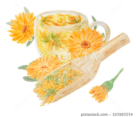 Orange calendula officinalis in wooden scoop for bulk products and cup of tea. Watercolor hand drawn illustration. Botanical element for labels, eco goods, textiles, natural herbal medcine, cosmetics 103983554