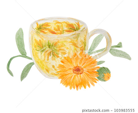 Orange calendula officinalis and a cup of herb tea. Watercolor hand drawn illustration. Botanical element for labels, eco goods, textiles, natural herbal medcine, cosmetics Orange calendula officinalis and a cup of herb tea. Watercolor hand drawn illustration. Botanical element for labels, eco goods, textiles, natural herbal medcine, cosmetics 103983555