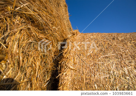 Piled hay bales on a field against blue sky Piled hay bales on a field against blue sky 103983661