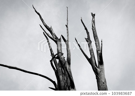 Burnt tree against the sky 103983687