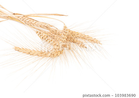 ears of wheat isolated on white ears of wheat isolated on white 103983690