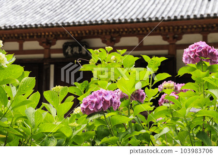 Tsubo-Hanji Temple的新鮮綠色植物和繡球盛開 103983706