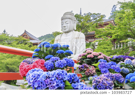 The fresh greenery and full bloom of hydrangea at Tsubo-Hanji Temple 103983727