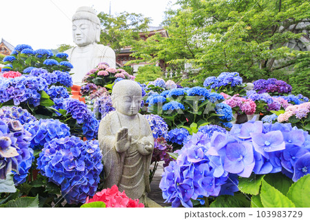 The fresh greenery and full bloom of hydrangea at Tsubo-Hanji Temple The fresh greenery and full bloom of hydrangea at Tsubo-Hanji Temple 103983729