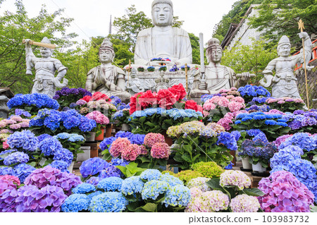 Tsubo-Hanji Temple的新鮮綠色植物和繡球盛開 Tsubo-Hanji Temple的新鮮綠色植物和繡球盛開 103983732