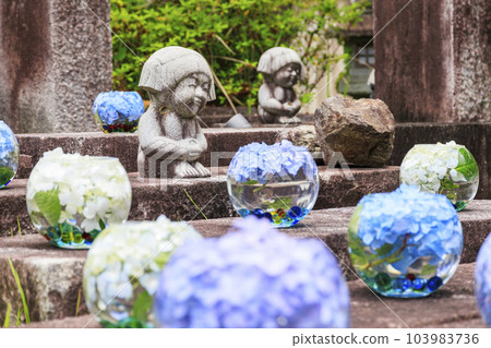 The fresh greenery and full bloom of hydrangea at Tsubo-Hanji Temple 103983736