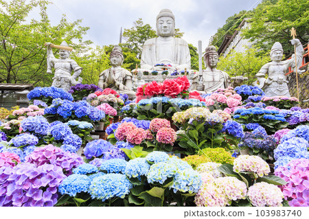 The fresh greenery and full bloom of hydrangea at Tsubo-Hanji Temple 103983740