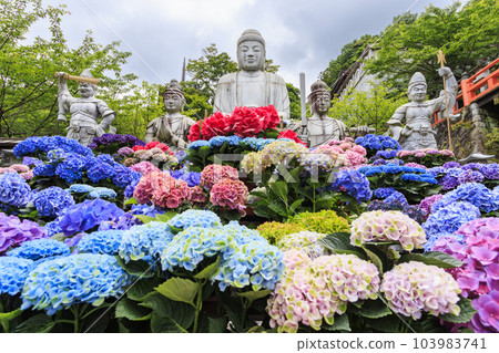 The fresh greenery and full bloom of hydrangea at Tsubo-Hanji Temple 103983741