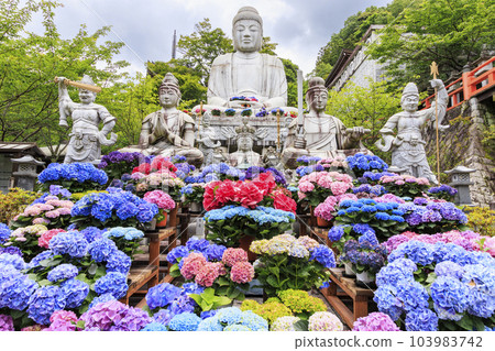 The fresh greenery and full bloom of hydrangea at Tsubo-Hanji Temple 103983742