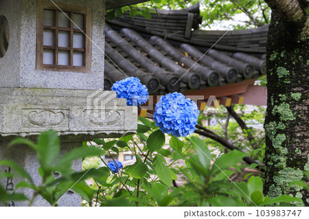 The fresh greenery and full bloom of hydrangea at Tsubo-Hanji Temple The fresh greenery and full bloom of hydrangea at Tsubo-Hanji Temple 103983747