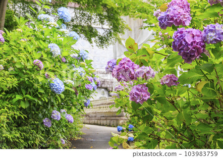 Tsubo-Hanji Temple的新鮮綠色植物和繡球盛開 103983759