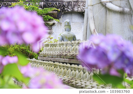 Tsubo-Hanji Temple的新鮮綠色植物和繡球盛開 103983760