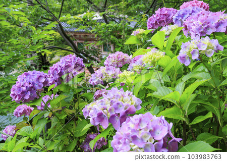 Tsubo-Hanji Temple的新鮮綠色植物和繡球盛開 Tsubo-Hanji Temple的新鮮綠色植物和繡球盛開 103983763