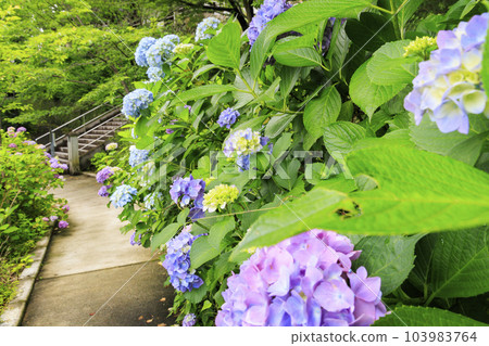 Tsubo-Hanji Temple的新鮮綠色植物和繡球盛開 Tsubo-Hanji Temple的新鮮綠色植物和繡球盛開 103983764